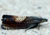 Dichrorampha heegerana